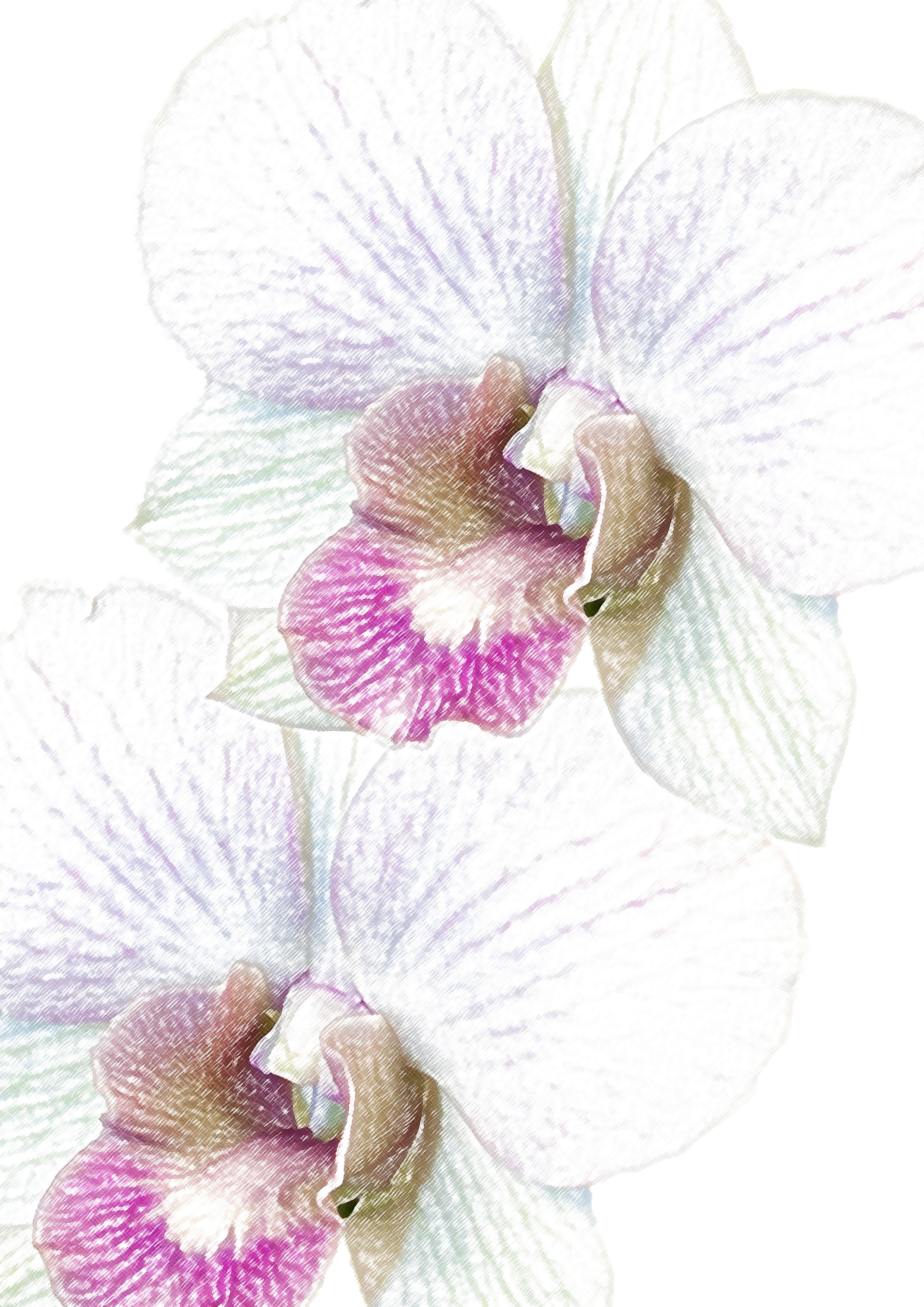 Орхидея фаленопсис акварель