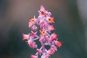 Bloom Blossom Flora