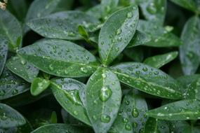 Wet Plants in Nature