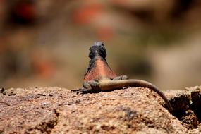 Lizard Iguana Chuckwalla in wildlife