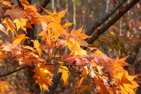 Golden Japanese Maple
