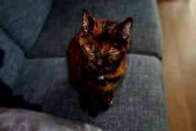 Portrait of the colorful, beautiful and cute cat on the sofa, in light