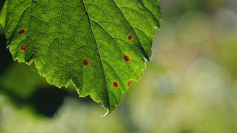 Leaf Color Plant