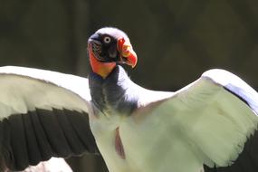 Birds Nature macro blur