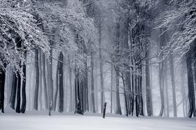 Winter Snow trees nature