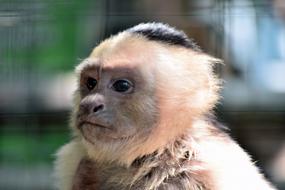 portrait of Monkey in zoo