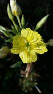 Yellow Wild Flowers Close Up