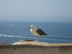 Seagull rests on concrete fence at blue calm sea