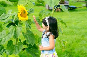 huge sunflower and girl