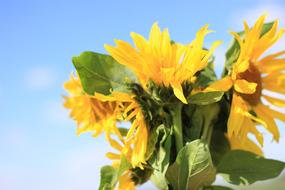 Sunflower Flower Summer