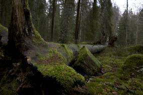 Evening Forest Moss