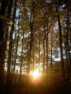 Forest Autumn Sunset