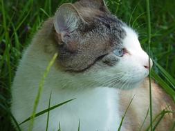 cat outdoor in the grass