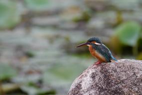 colorful Kingfisher sits on stone