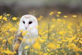 white owl among yellow flowers