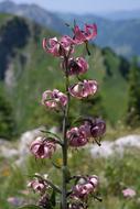 Cap Lily Flower Blossom