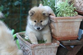 furry cute Puppy Dog in flower pot