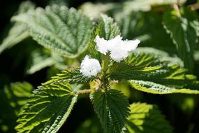 Snow Stinging Nettle Plant macro blur