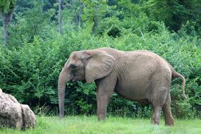 Elephant Big