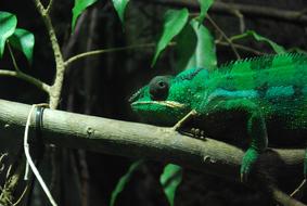 Green Chameleon on branch with leaves