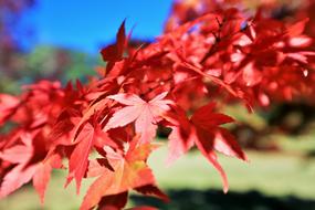 Red Leaves Autumn