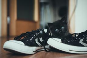 Cute, beautiful, black kitten near the black and white sneakers