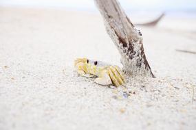 small Sand Crab on beach