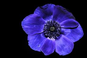 Anemone Hahnenfußgewächs Blue
