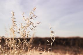 Close-Up Nature Plants