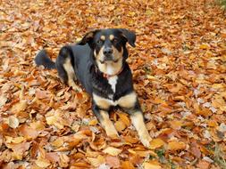 Dog Lying on fallen leaves