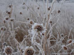 Flower Winter Ice