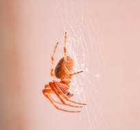 red Spider Insect