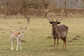 enchanting Fallow Cervidae Cuckold