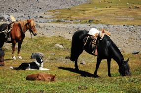 Horse and Dog