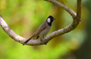 wild black-headed bird on a branch