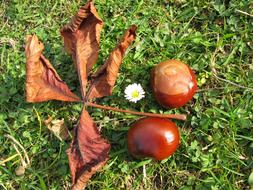 Nature Chestnut