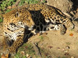 Jaguar Big Cat in zoo