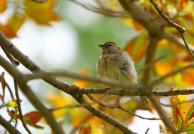 cute sparrow perched on the tree close-up on blurred background