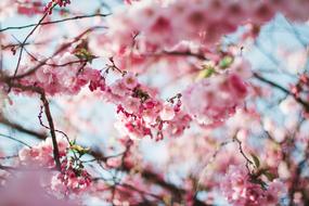 Bloom Blossom Flora
