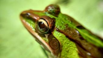 brown and green amphibian