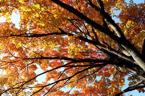 Tree Fall Foliage in park