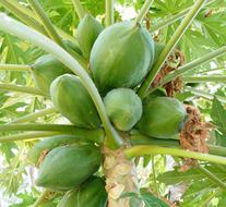 exotic fruits on a tree
