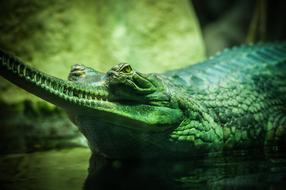 enchanting Alligator Animal