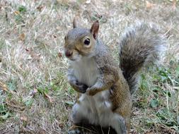 incredible Squirrel in Park