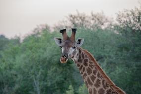 cute giraffe on safari