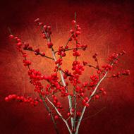 Texture Background Plant red drawing