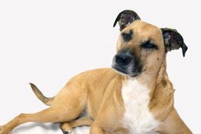 Black Mouth dog