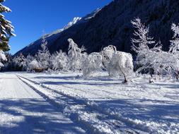 Snow Ripe Wintry