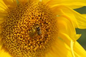 Sunflower Blossom Bloom