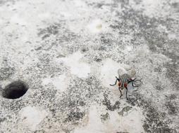 enchanting Concrete Fly Ground